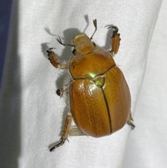 Anoplognathus hirsutus at Numeralla, NSW - 31 Dec 2022