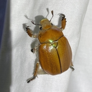 Anoplognathus hirsutus at Numeralla, NSW - 31 Dec 2022