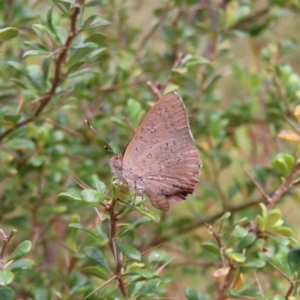 Paralucia pyrodiscus at Kambah, ACT - 12 Jan 2023