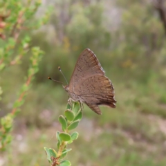 Paralucia pyrodiscus at Kambah, ACT - 12 Jan 2023