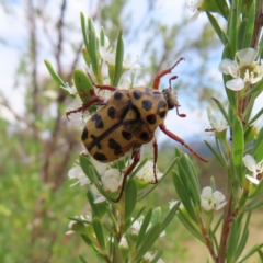 Neorrhina punctata (Spotted flower chafer) at Kambah, ACT - 12 Jan 2023 by MatthewFrawley