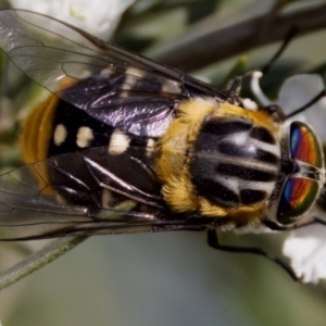 Scaptia (Scaptia) auriflua at Forde, ACT - 10 Jan 2023