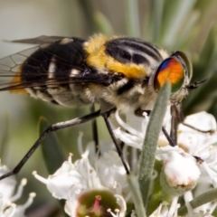 Scaptia (Scaptia) auriflua at Forde, ACT - 10 Jan 2023