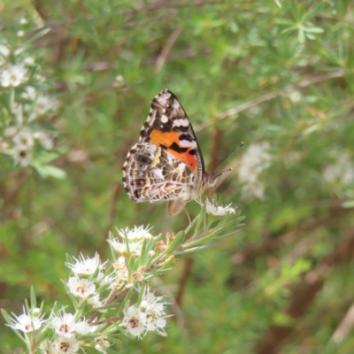 Vanessa kershawi (Australian Painted Lady) at Kambah, ACT - 12 Jan 2023 by MatthewFrawley