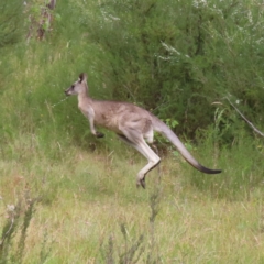 Macropus giganteus (Eastern Grey Kangaroo) at Kambah, ACT - 12 Jan 2023 by MatthewFrawley