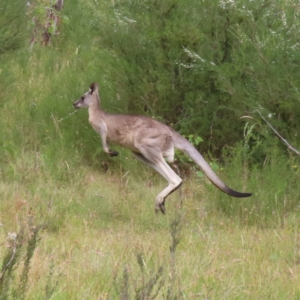 Macropus giganteus at Kambah, ACT - 12 Jan 2023 04:18 PM