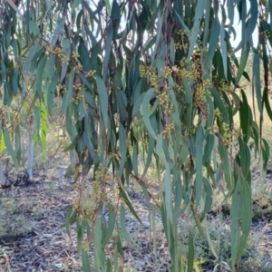 Eucalyptus rossii at Yass River, NSW - 8 Jan 2023