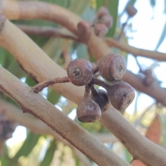 Eucalyptus rossii at Yass River, NSW - 8 Jan 2023