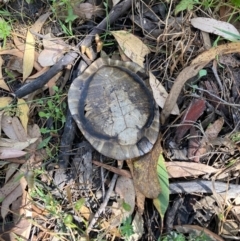 Chelodina longicollis (Eastern Long-necked Turtle) at Hall, ACT - 3 Jan 2023 by Rosie