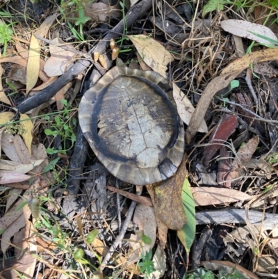 Chelodina longicollis (Eastern Long-necked Turtle) at Hall, ACT - 3 Jan 2023 by Rosie