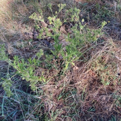 Potentilla recta (Sulphur Cinquefoil) at Hall, ACT - 3 Jan 2023 by Rosie
