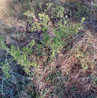 Potentilla recta (Sulphur Cinquefoil) at Hall, ACT - 2 Jan 2023 by Rosie