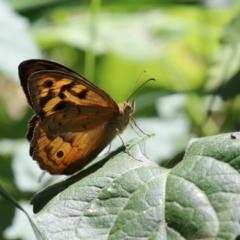 Heteronympha merope (Common Brown Butterfly) at Paddys River, ACT - 12 Jan 2023 by RodDeb