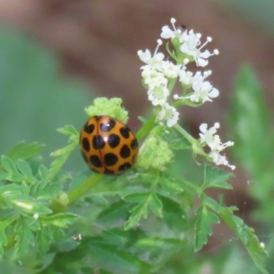 Harmonia conformis (Common Spotted Ladybird) at Paddys River, ACT - 12 Jan 2023 by RodDeb