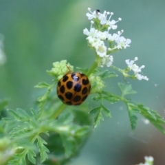 Harmonia conformis at Paddys River, ACT - 12 Jan 2023