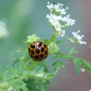 Harmonia conformis at Paddys River, ACT - 12 Jan 2023