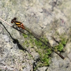 Nososticta solida (Orange Threadtail) at Paddys River, ACT - 12 Jan 2023 by RodDeb