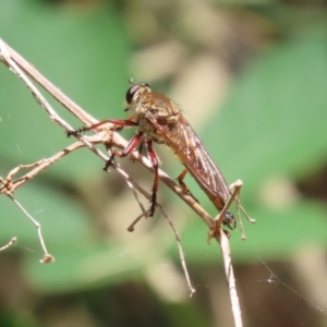 Colepia ingloria at Paddys River, ACT - 12 Jan 2023