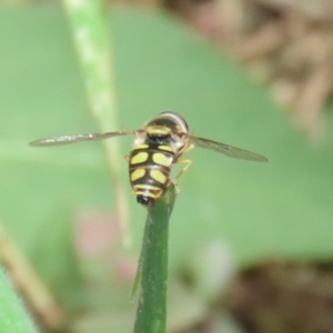 Simosyrphus grandicornis at Paddys River, ACT - 12 Jan 2023 12:45 PM