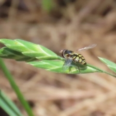 Simosyrphus grandicornis at Paddys River, ACT - 12 Jan 2023