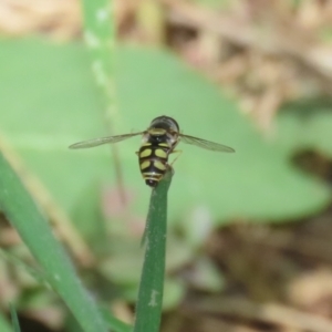 Simosyrphus grandicornis at Paddys River, ACT - 12 Jan 2023