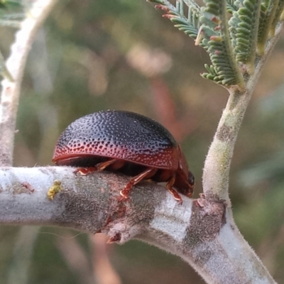 Dicranosterna immaculata (Acacia leaf beetle) at Tennent, ACT - 12 Jan 2023 by MichaelBedingfield