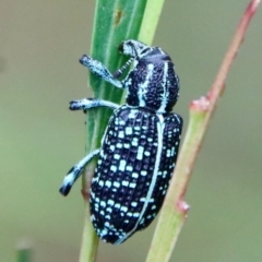 Chrysolopus spectabilis (Botany Bay Weevil) at Moruya, NSW - 12 Jan 2023 by LisaH