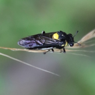 Unidentified Sawfly (Hymenoptera, Symphyta) by LisaH