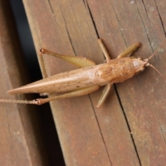 Austrosalomona falcata (Katydid) at Moruya, NSW - 12 Jan 2023 by LisaH