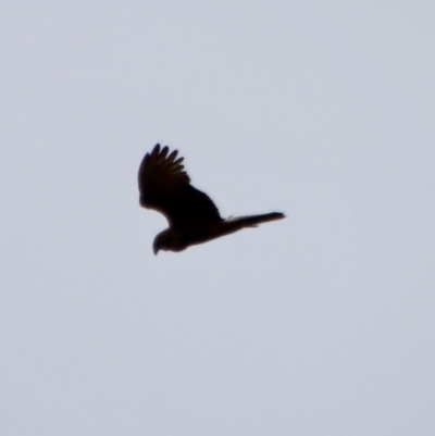 Circus approximans (Swamp Harrier) at Moruya, NSW - 12 Jan 2023 by LisaH