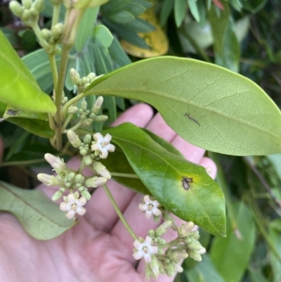 Parsonsia straminea (Common Silkpod) at Long Beach, NSW - 12 Jan 2023 by natureguy