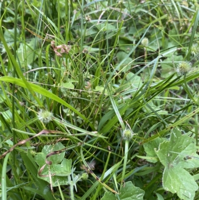 Cyperus brevifolius (Short-leaved Flat Sedge) at Long Beach, NSW - 12 Jan 2023 by natureguy