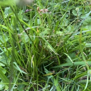 Cyperus brevifolius at Long Beach, NSW - 12 Jan 2023 07:04 PM