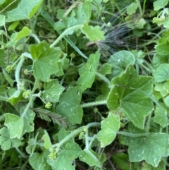 Hydrocotyle acutiloba (Pennywort) at Long Beach, NSW - 12 Jan 2023 by natureguy