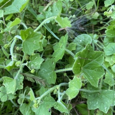 Hydrocotyle acutiloba (Pennywort) at Long Beach, NSW - 12 Jan 2023 by natureguy