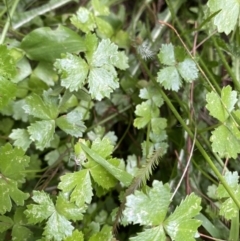 Hydrocotyle tripartita (Pennywort) at Long Beach, NSW - 12 Jan 2023 by natureguy