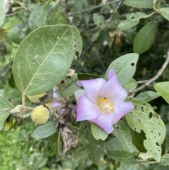 Lagunaria patersonia (Norfolk Island Hibiscus) at Long Beach, NSW - 12 Jan 2023 by natureguy