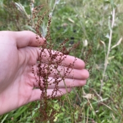 Rumex acetosella (Sheep Sorrel) at Long Beach, NSW - 12 Jan 2023 by natureguy