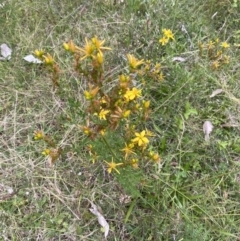 Hypericum perforatum (St John's Wort) at Long Beach, NSW - 12 Jan 2023 by natureguy