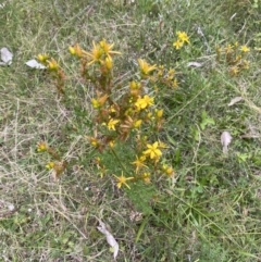 Hypericum perforatum (St John's Wort) at Long Beach, NSW - 12 Jan 2023 by natureguy