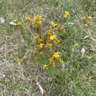 Hypericum perforatum (St John's Wort) at Long Beach, NSW - 12 Jan 2023 by natureguy