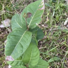 Notelaea longifolia (Long-Leaved Mock Olive) at Long Beach, NSW - 12 Jan 2023 by natureguy