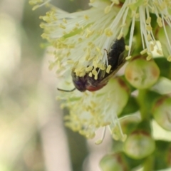 Euryglossa ephippiata at Murrumbateman, NSW - 12 Jan 2023