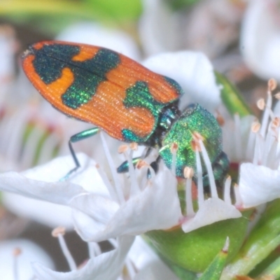 Castiarina hilaris (A jewel beetle) at Cotter River, ACT - 10 Jan 2023 by Harrisi