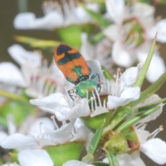 Castiarina hilaris at Cotter River, ACT - 10 Jan 2023