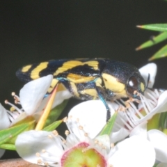 Castiarina octospilota (A Jewel Beetle) at Cotter River, ACT - 10 Jan 2023 by Harrisi