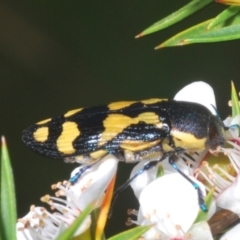 Castiarina octospilota at Cotter River, ACT - 10 Jan 2023