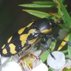 Castiarina octospilota at Cotter River, ACT - 10 Jan 2023 05:43 PM