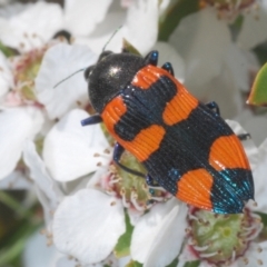 Castiarina thomsoni (A jewel beetle) at Cotter River, ACT - 10 Jan 2023 by Harrisi