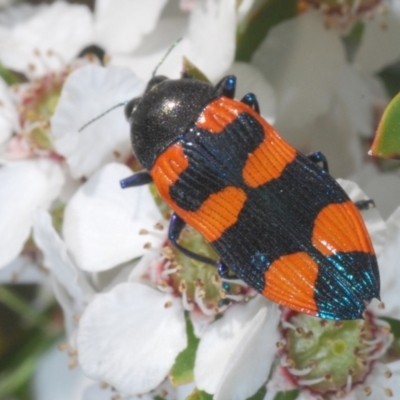 Castiarina thomsoni (A jewel beetle) at Cotter River, ACT - 10 Jan 2023 by Harrisi